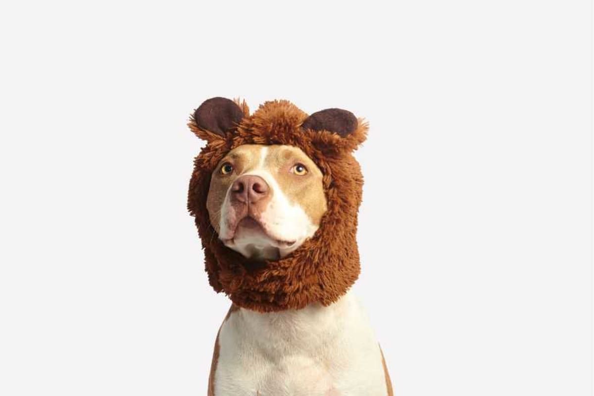 Brown pit bull named Theodore with long flowing fur covering body and typical pit bull face