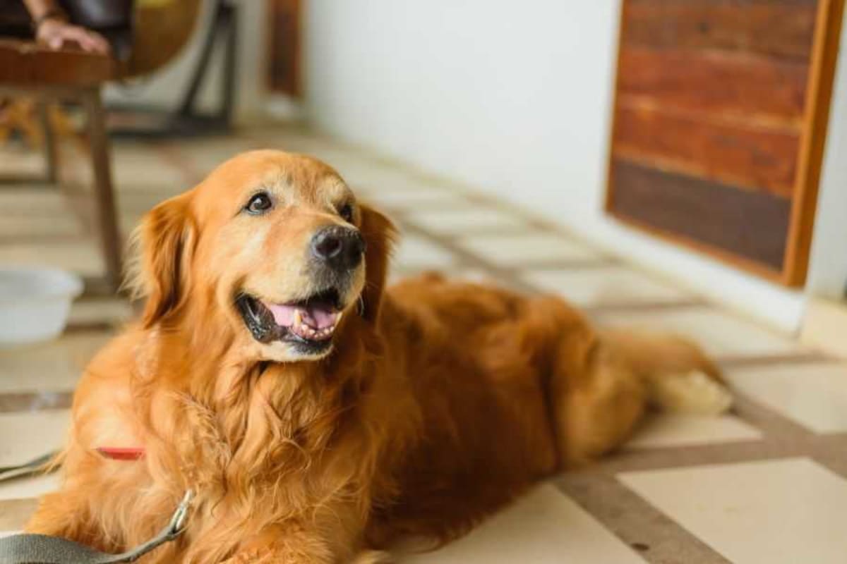Rescue Dog Duke Hoards Teapots and Lamps to Feel Safe - Image 4