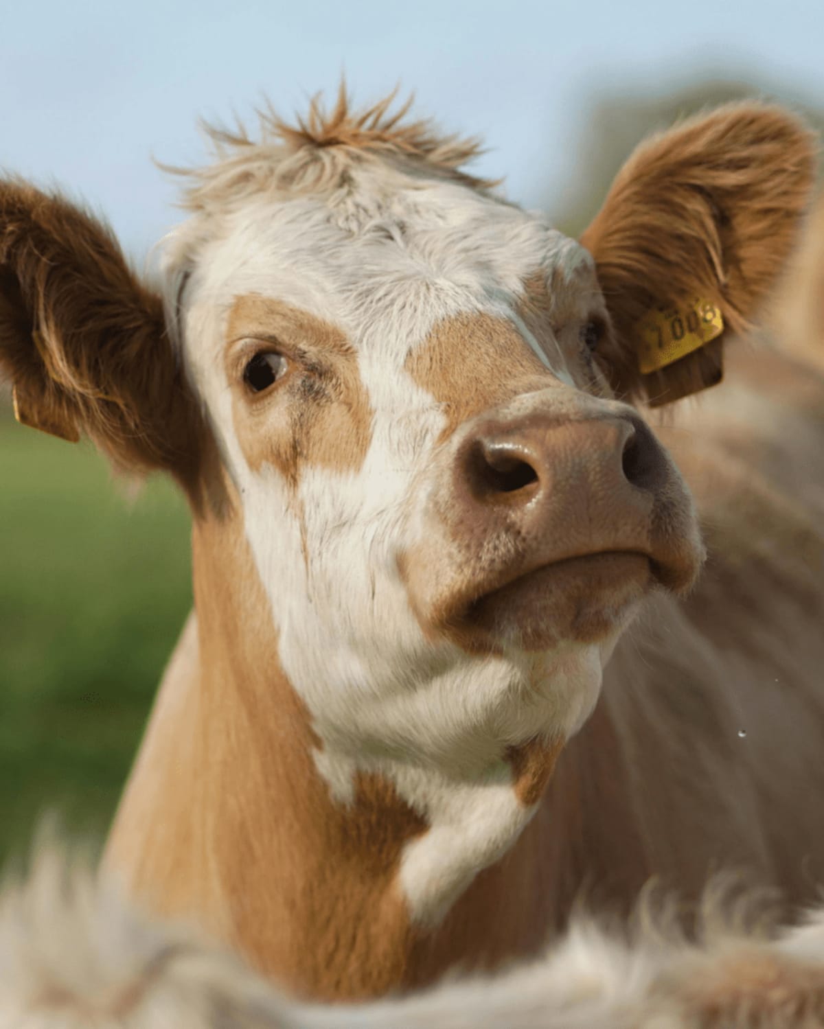 82-Year-Old Farmer Rejects $26M Offer for Family Land - Image 4