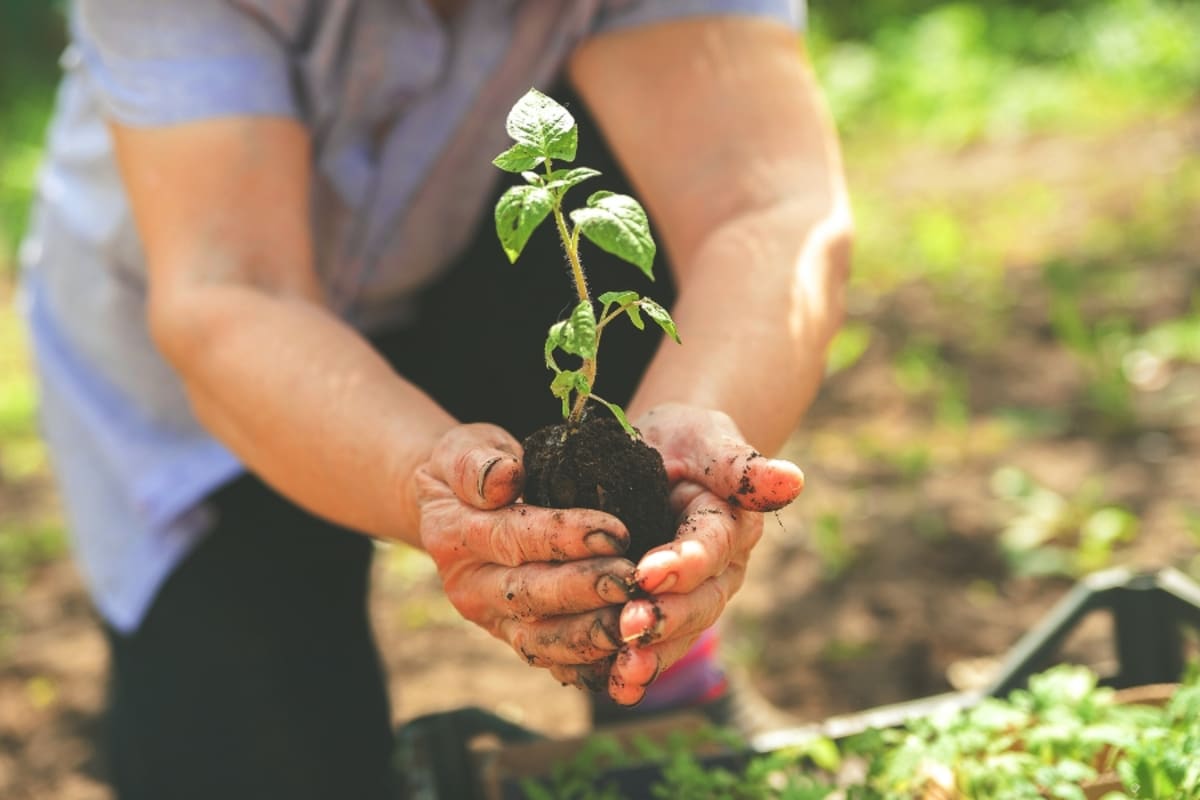 McDonald's Tomato Seeds Grow Into Record-Breaking Plant - Image 4