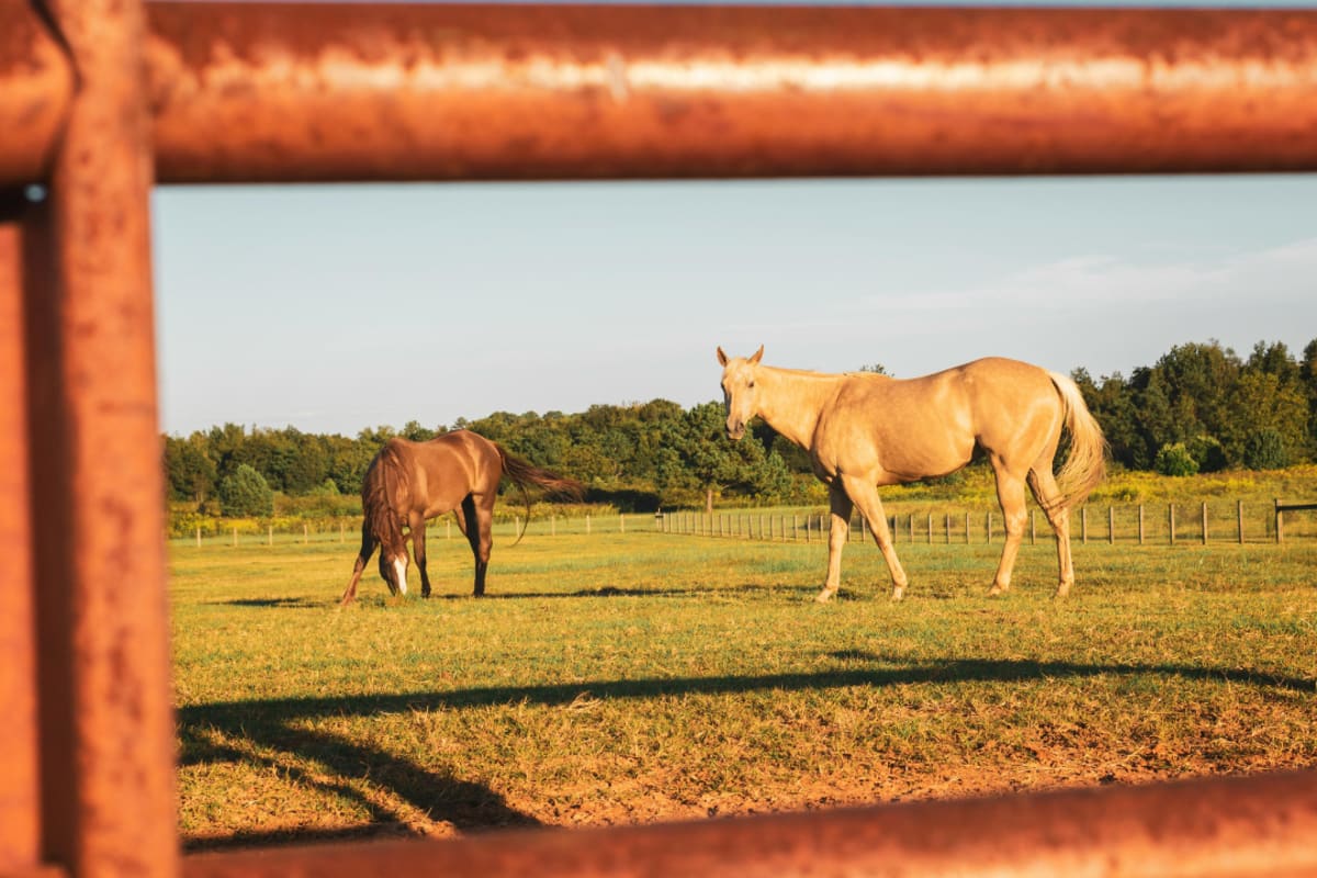 Elderly farmer Ida Huddleston standing proudly on her multigenerational Kentucky family farm