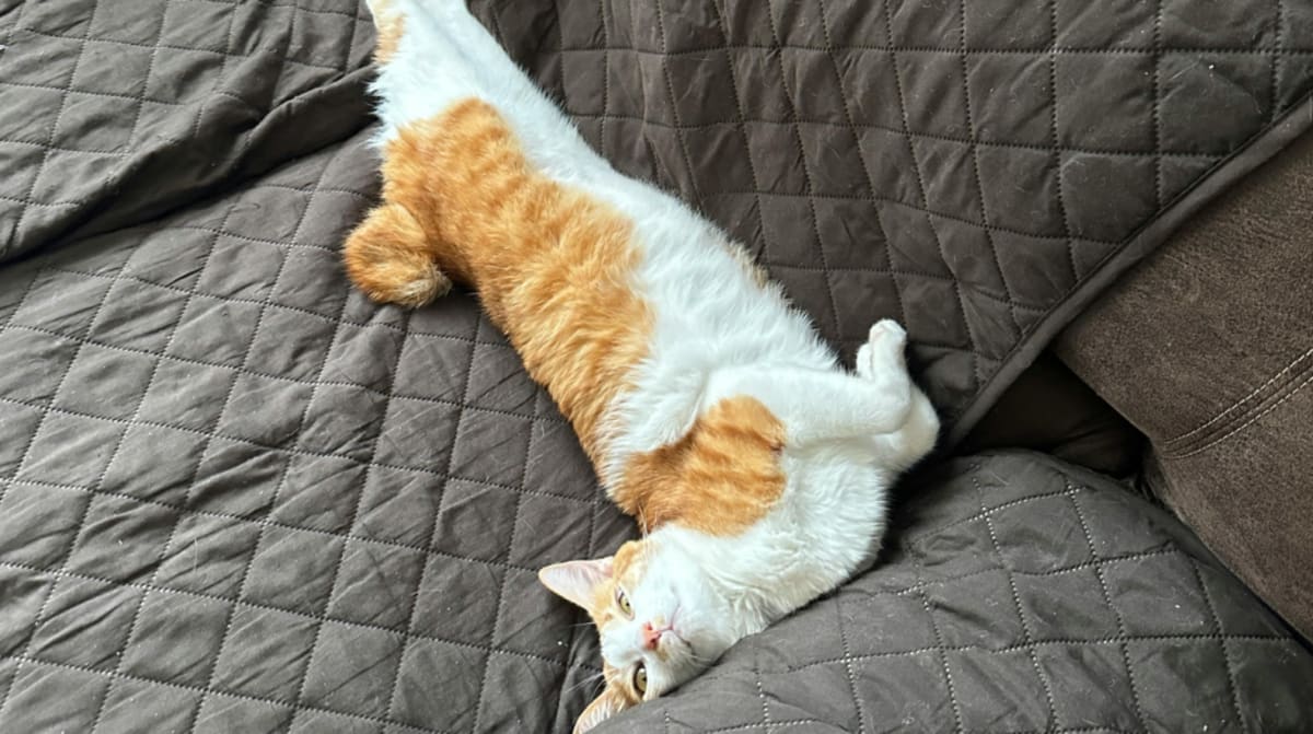 Vet's Viral Response Defends Cats on Furniture - Image 4