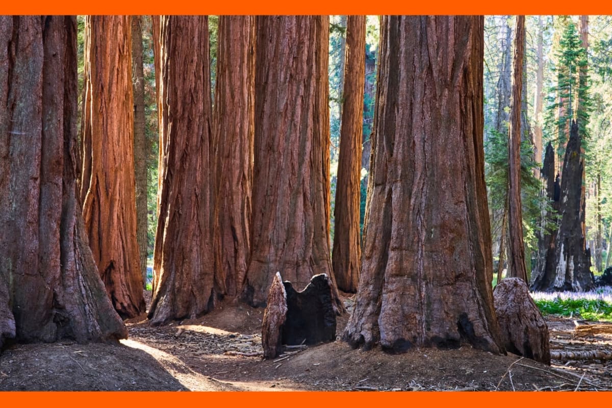 2,400-Year-Old Tree Hides 300 Fungal Species Underground