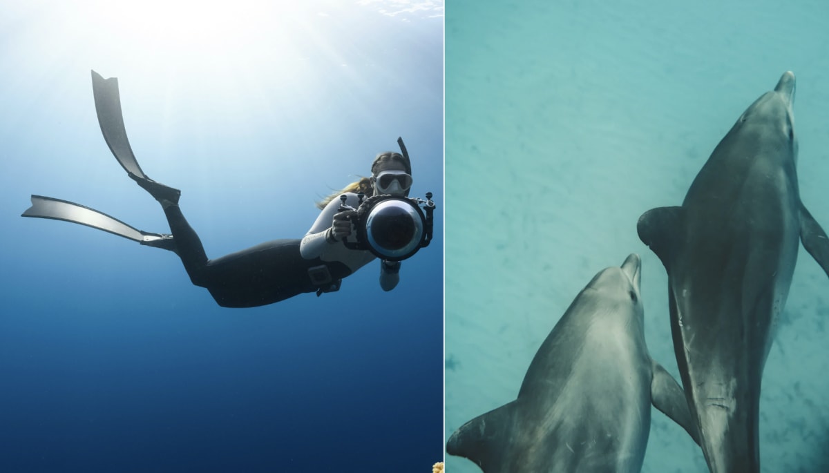 Pregnant Diver Saves Dolphin, Pod Celebrates After Rescue