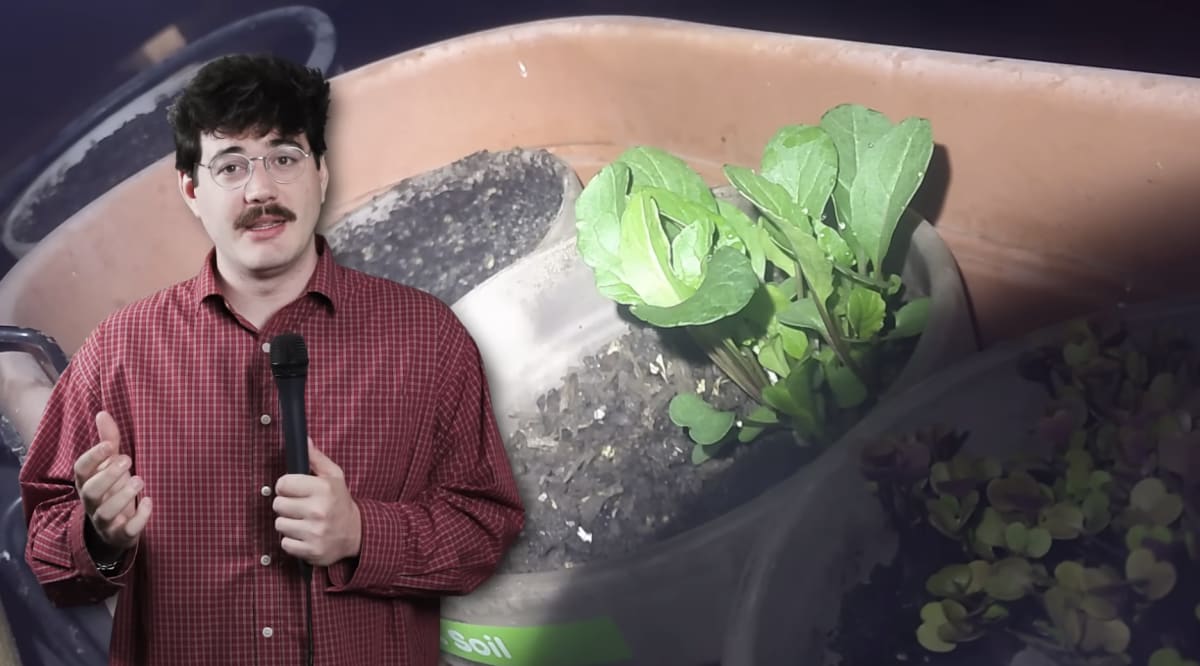Small potted plants growing in experimental soil made from fast food restaurants