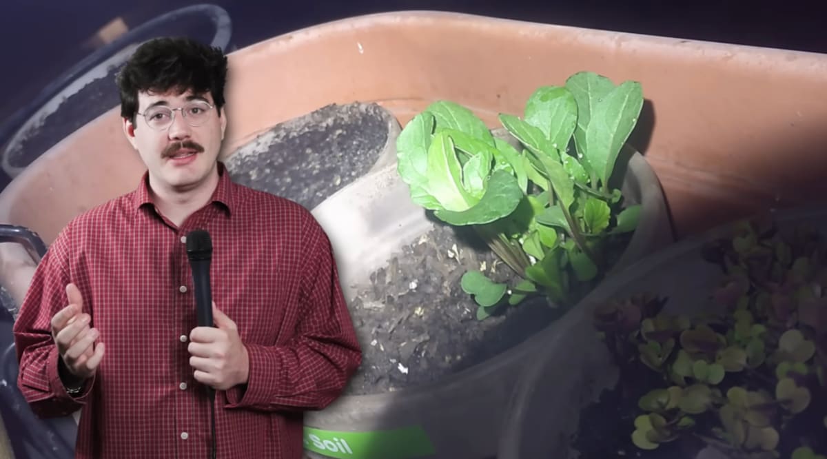 YouTuber Grows Vegetables in 10% Fast Food Soil - Image 3
