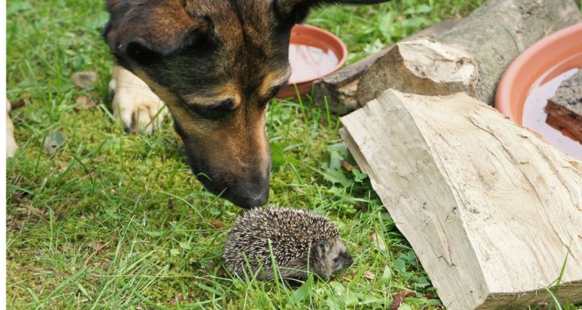 Dog's 5th Birthday 'Sniffari' Teaches Joy of Simple Gifts - Image 4