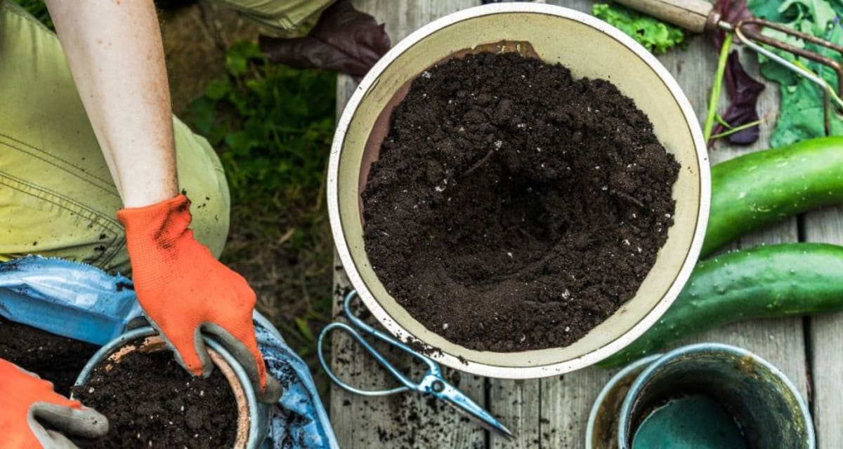YouTuber Grows Vegetables in 10% Fast Food Soil - Image 4