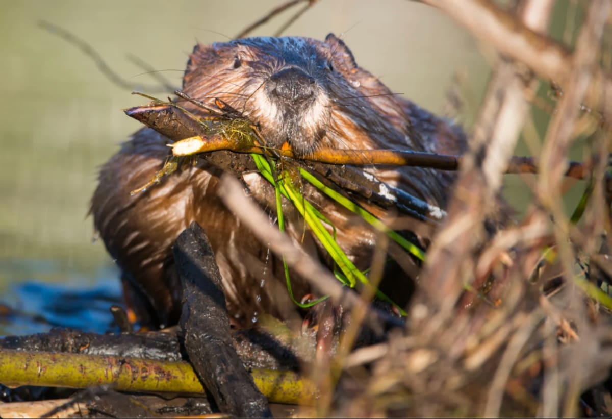 California brings beavers back after 70 years with amazing results - Image 4