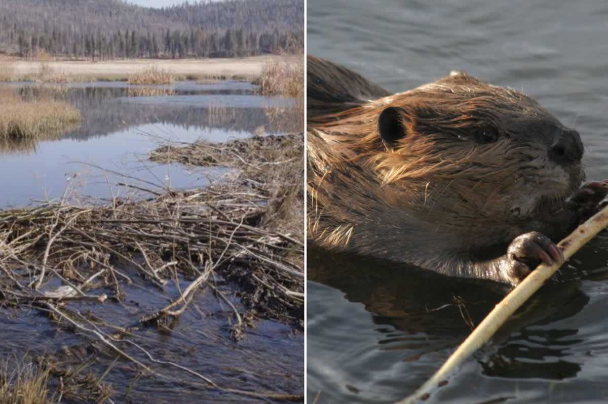 California brings beavers back after 70 years with amazing results
