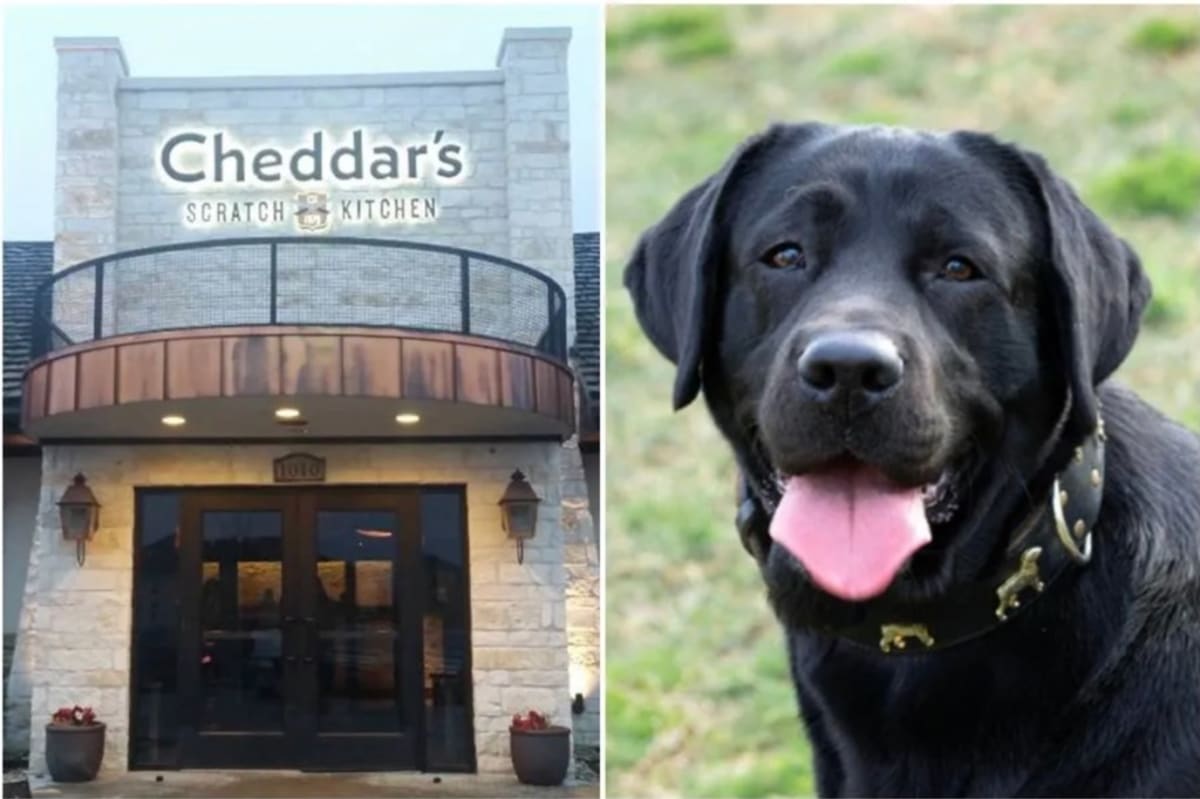 Restaurant Staff Comforts Man Ordering Dog's Final Meal - Image 3