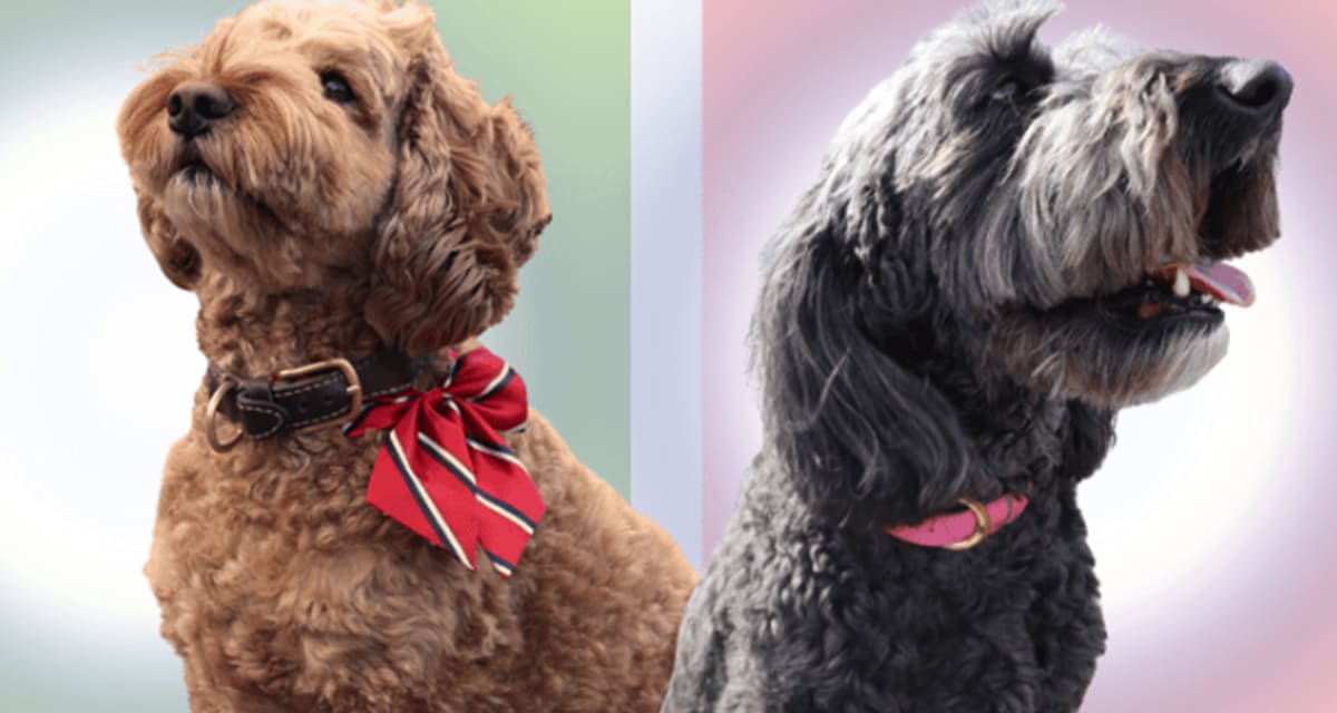 Two dogs running for Dog Mayor in Kitimat Canada civic engagement campaign