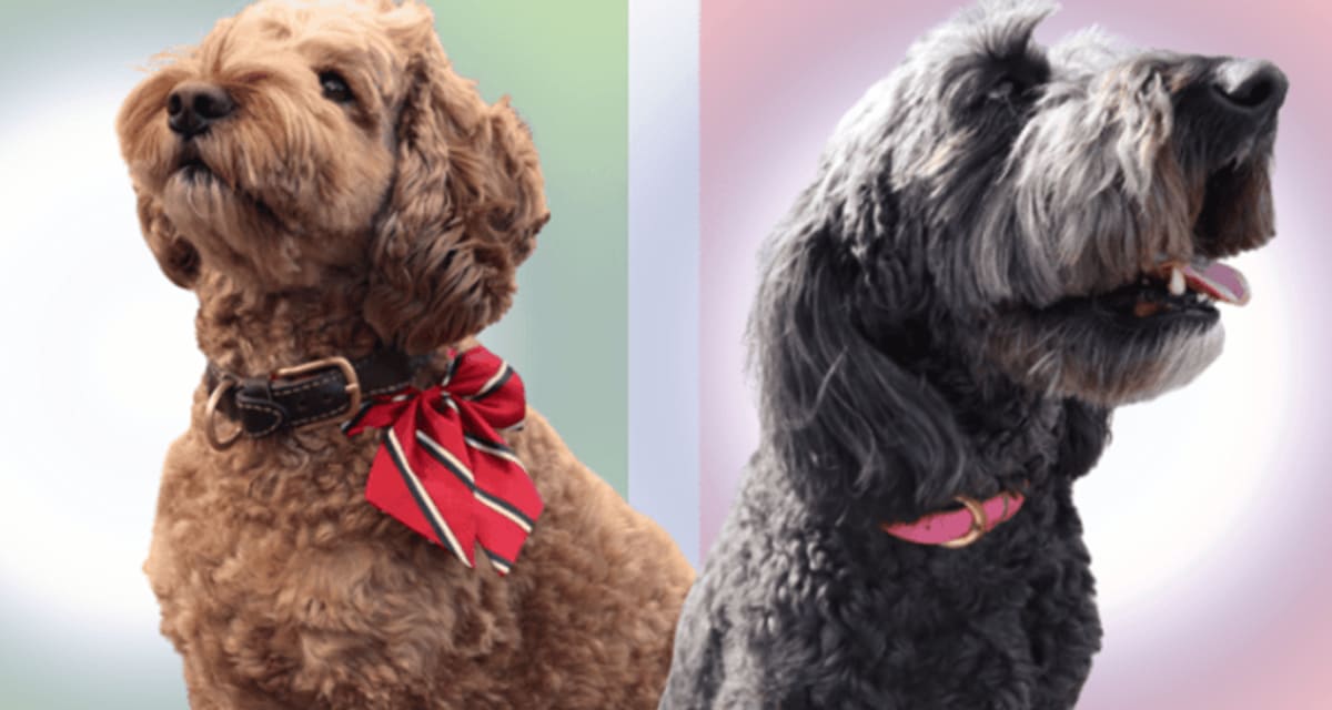 Canadian Town Elects Dog Mayor to Boost Voter Turnout - Image 3