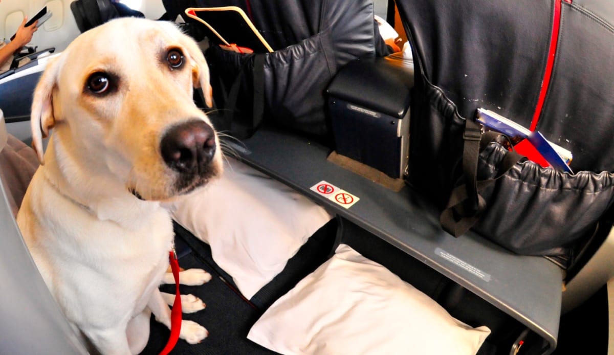 Alert Dog Detects Woman's Heart Problem on Flight - Image 3