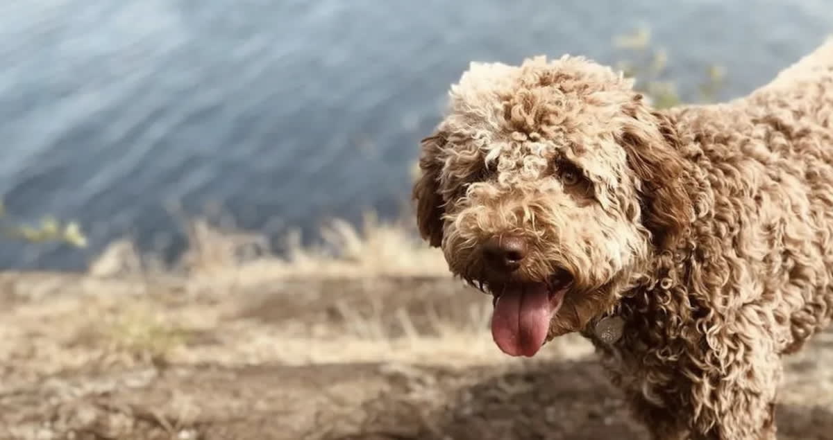 Adopted Puppy Digs Up $7,500 Gold Treasure on First Walk