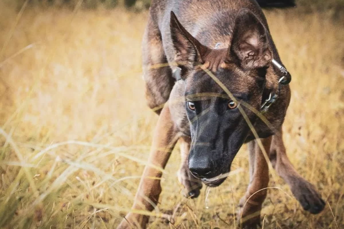 Belgian Malinois shepherd dog with alert triangular ears looking directly at camera