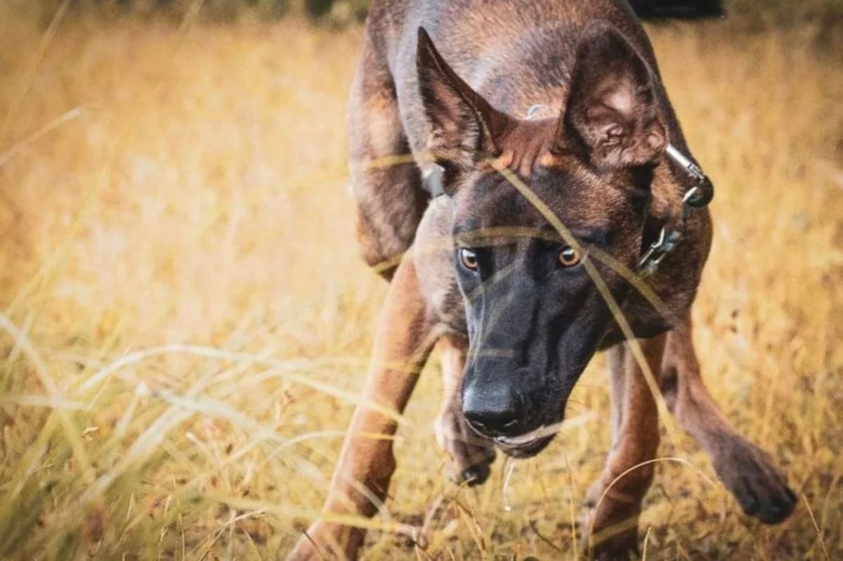 Belgian Malinois Tops Border Collie as Smartest Dog Breed - Image 3