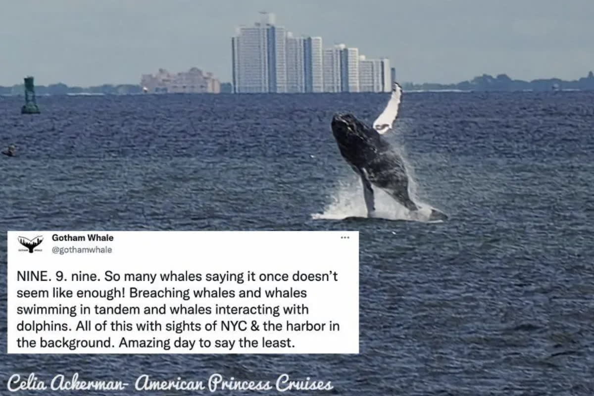 Humpback whale breaching in New York Harbor with Manhattan skyline in background