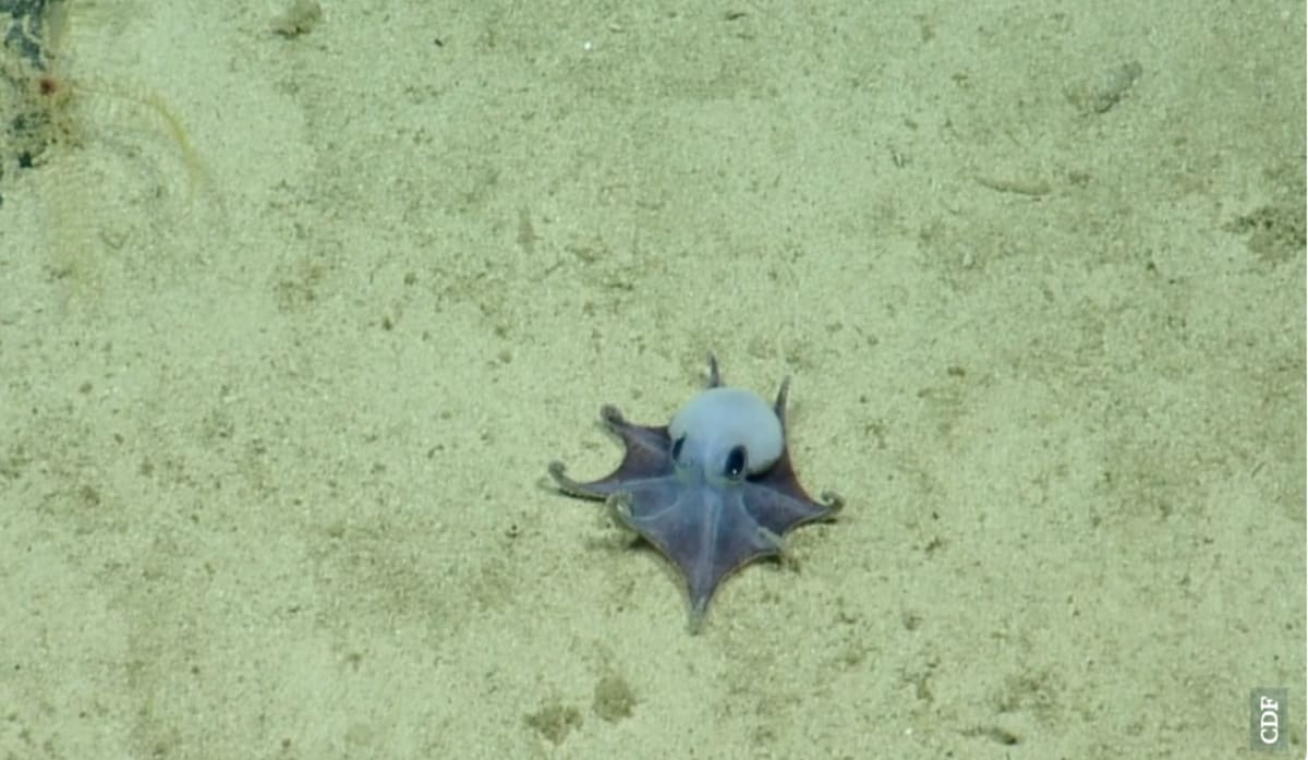 Powder Blue Octopus Found Near Galapagos Stuns Scientists - Image 4