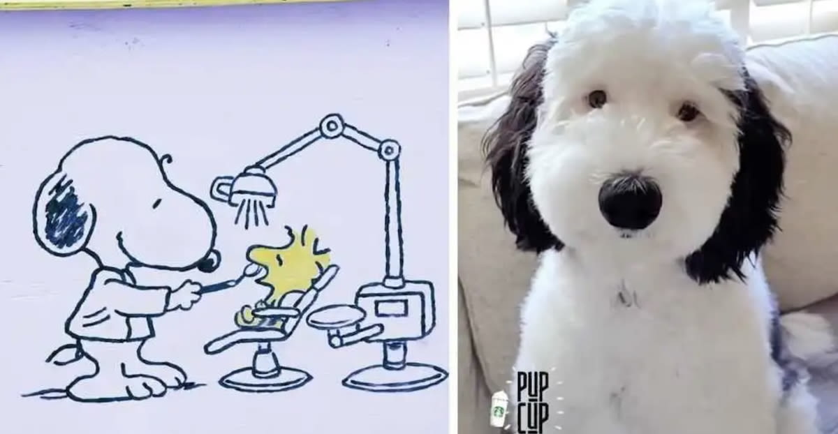 Meet Bayley: The Mini Sheepadoodle Who Looks Just Like Snoopy