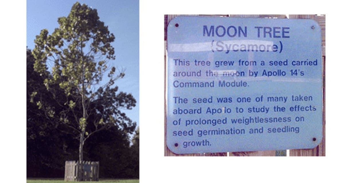 Astronaut Took 2,000 Tree Seeds to Space in 1971 - Image 3