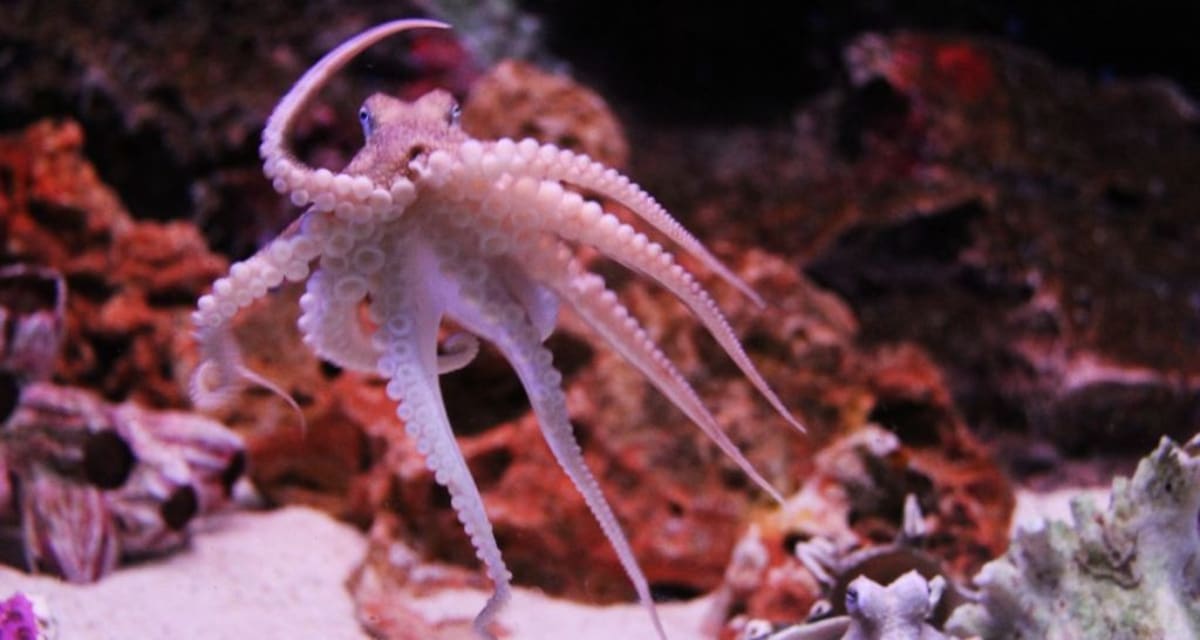 Powder Blue Octopus Found Near Galapagos Stuns Scientists - Image 5