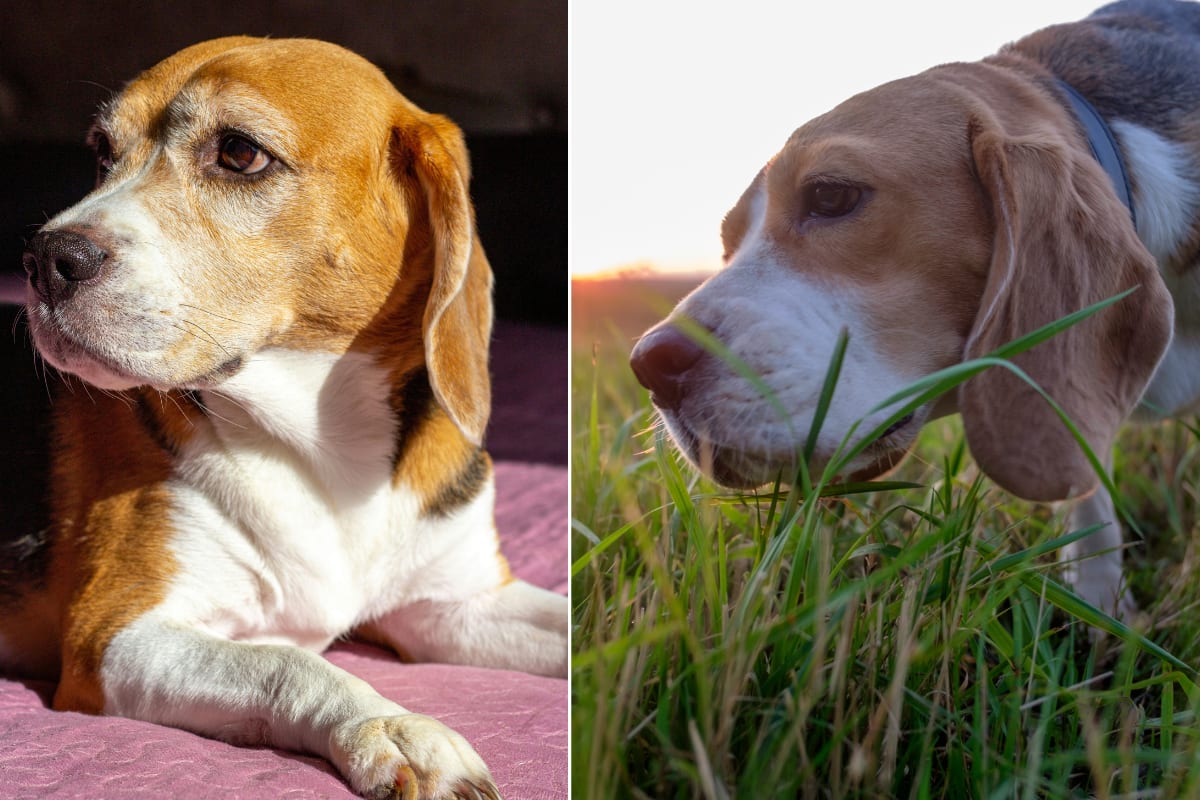 Rescued Lab Beagle Feels Sunshine for the First Time