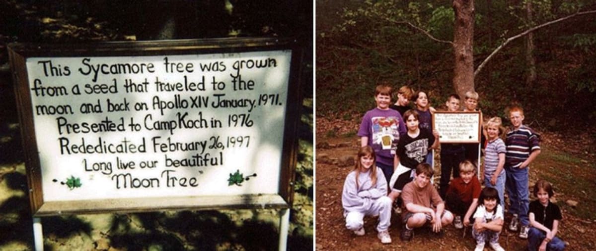 Astronaut Took 2,000 Tree Seeds to Space in 1971 - Image 4