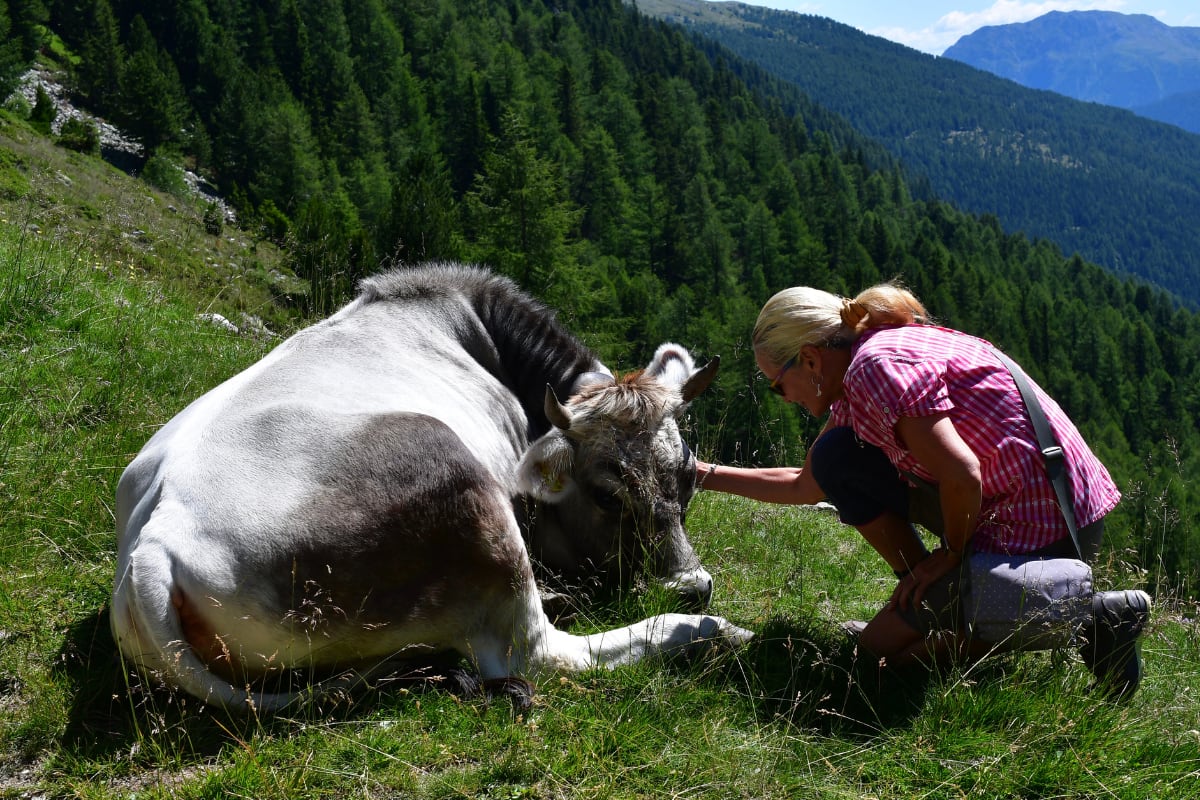 Person sitting peacefully beside large brown and white dairy cow in sunny pasture