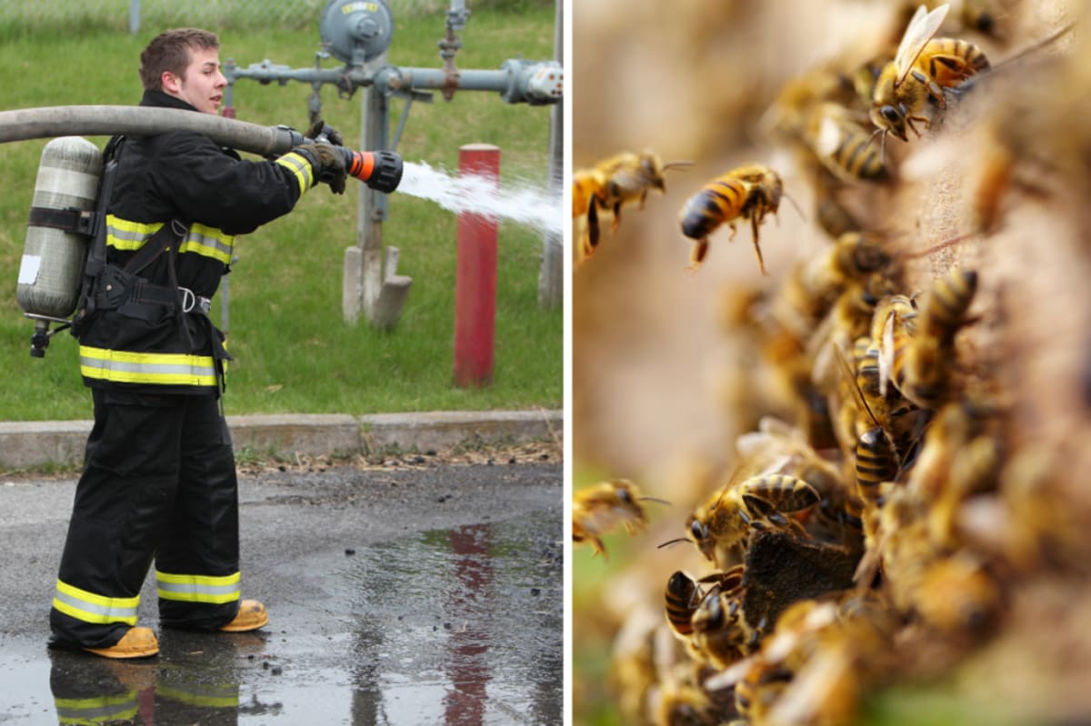 Firefighters Spray 480 Hives to Save 25 Million Bees - Image 3