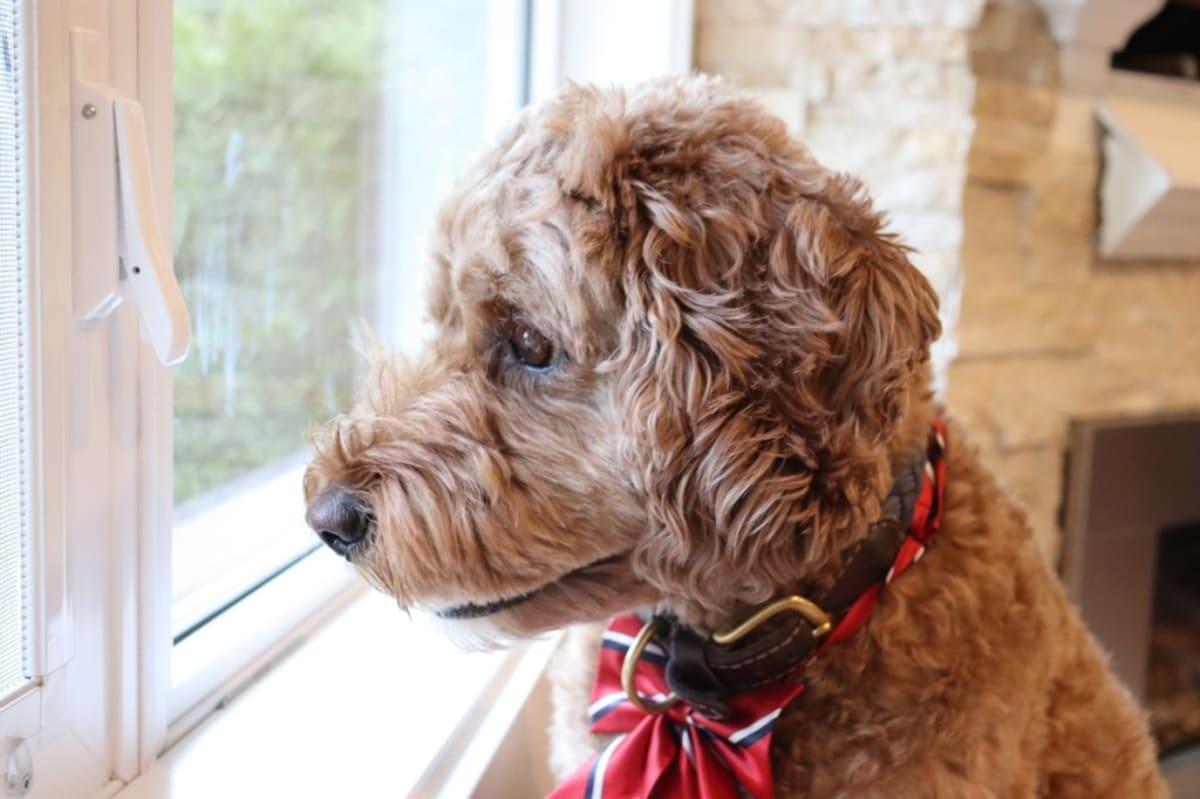 Canadian Town Elects Dog Mayor to Boost Voter Turnout - Image 4