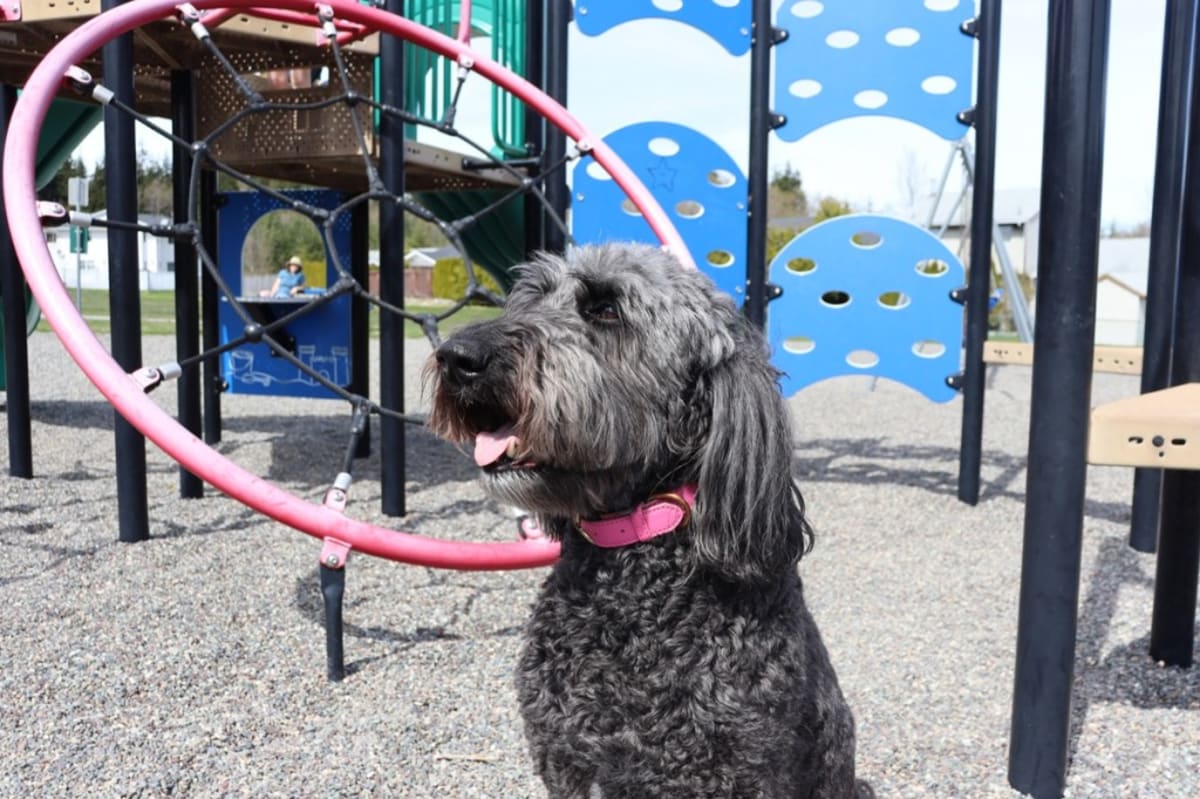 Canadian Town Elects Dog Mayor to Boost Voter Turnout - Image 5