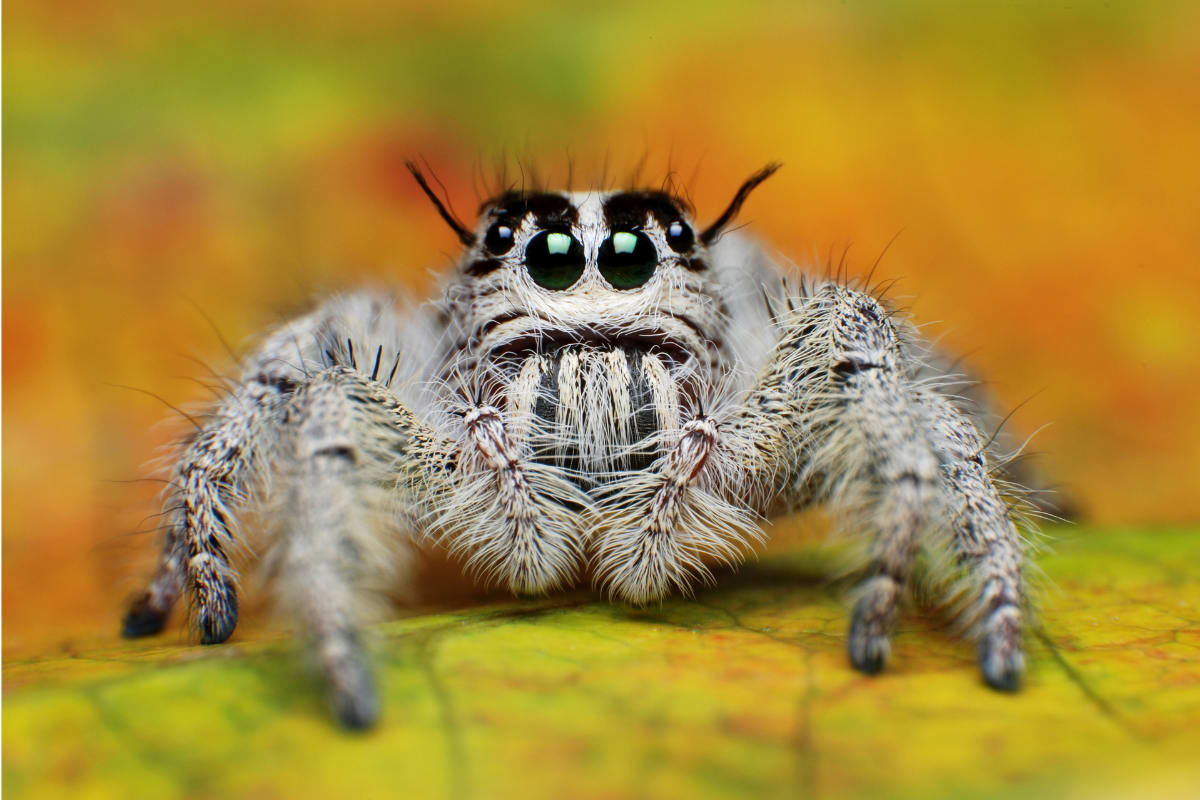 Close-up photo of a tiny jumping spider smaller than a quarter on a fingertip
