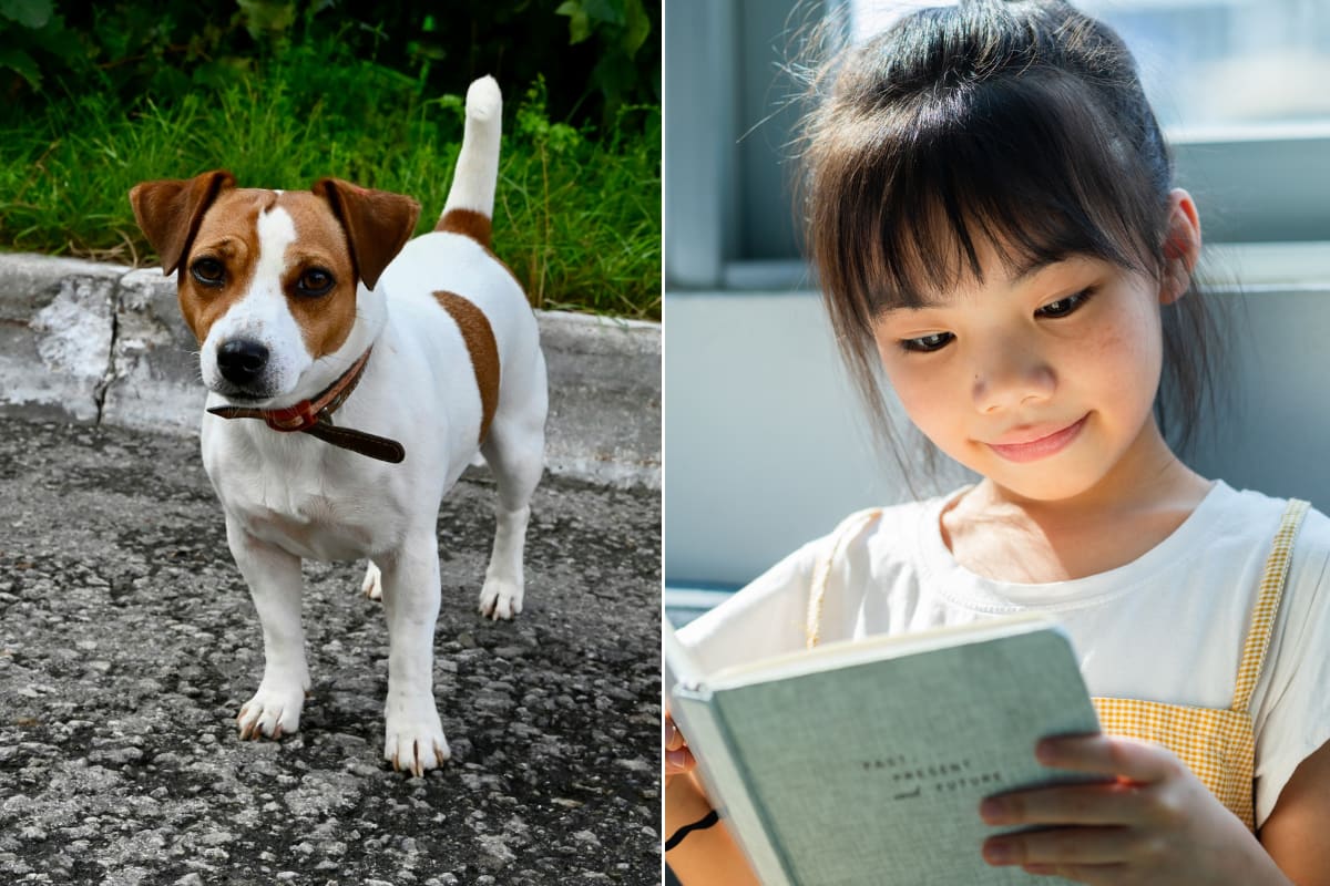Jack Russell terrier in costume from the 1990s PBS show Wishbone