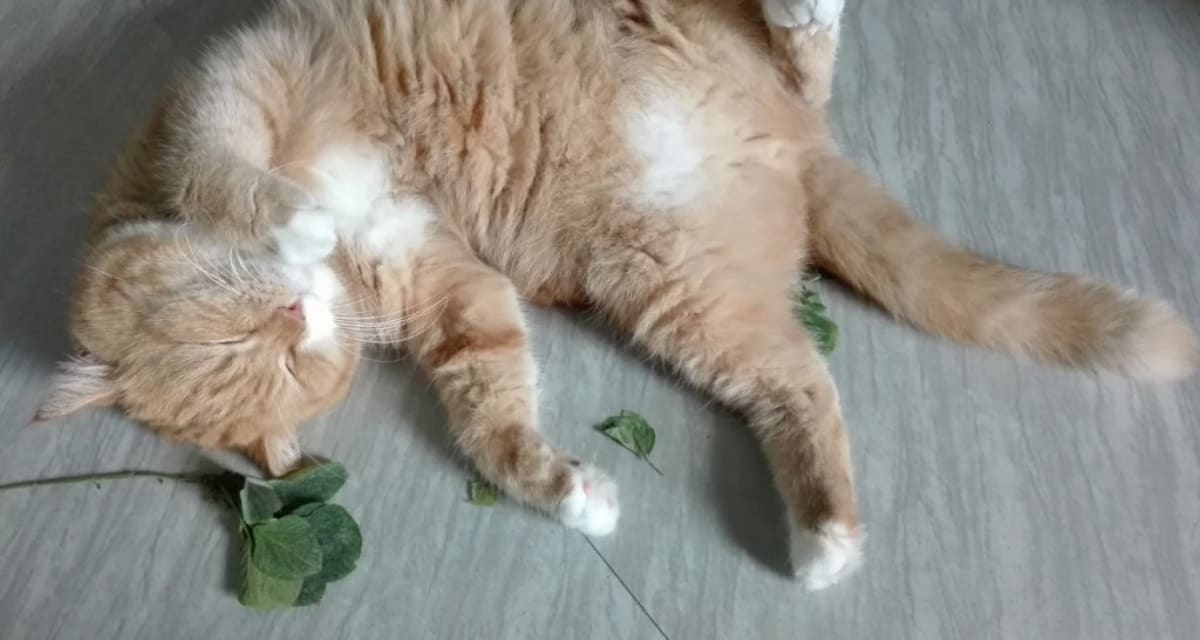 Scientists Reveal Why Cats Go Wild for Catnip - Image 3