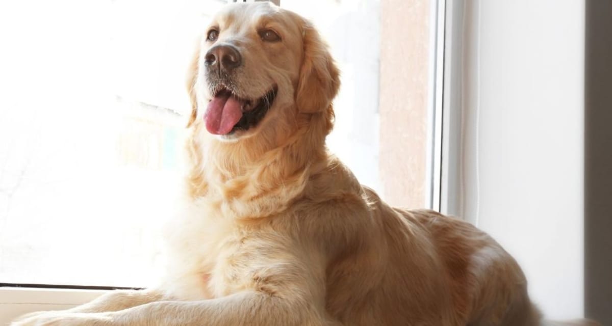 Golden Retriever's Kissing Booth Spreads Joy in Waltham - Image 4
