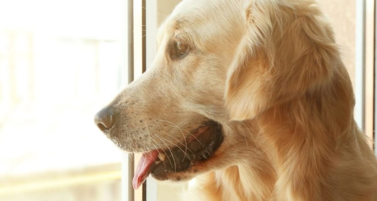 Golden Retriever's Kissing Booth Spreads Joy in Waltham - Image 3