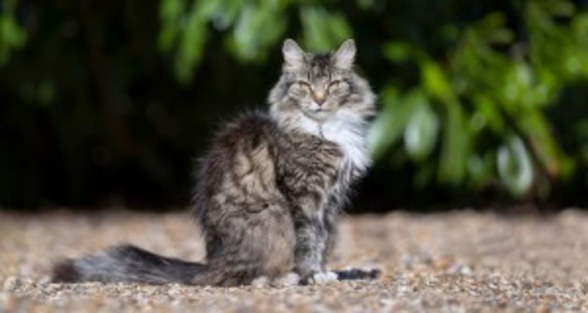 Calgary Teens Build Cat-Inspired Tail to Help Parkinson's - Image 4