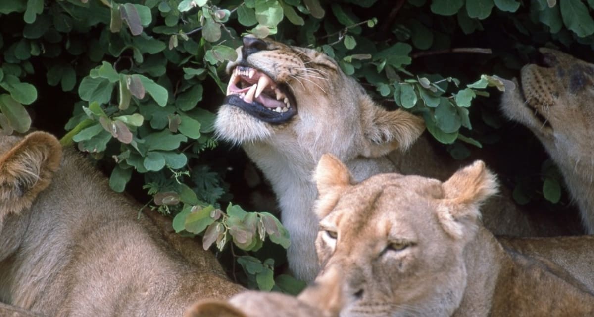 Scientists Reveal Why Cats Go Wild for Catnip - Image 4