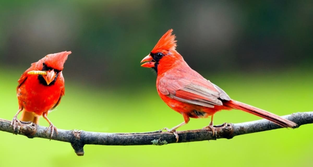 12-Year-Old Masters 114 Bird Calls, Stuns Talent Show - Image 4