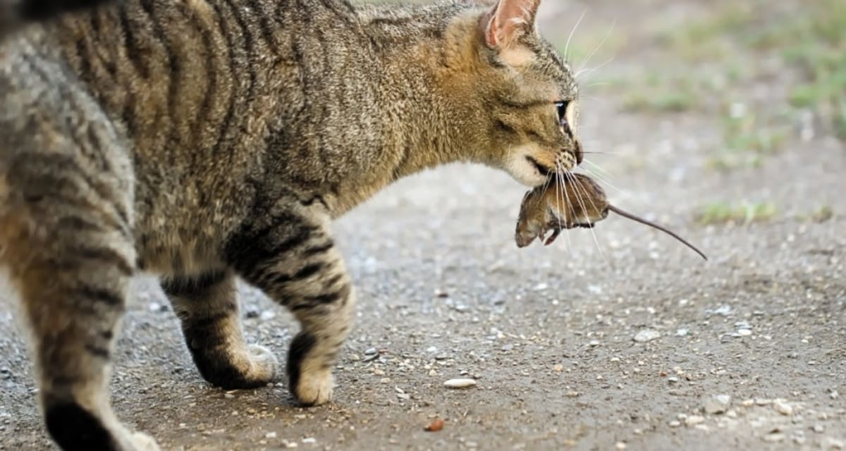 Cat Illegally Crosses U.S.-Canada Border Daily, Sparks Joy - Image 4