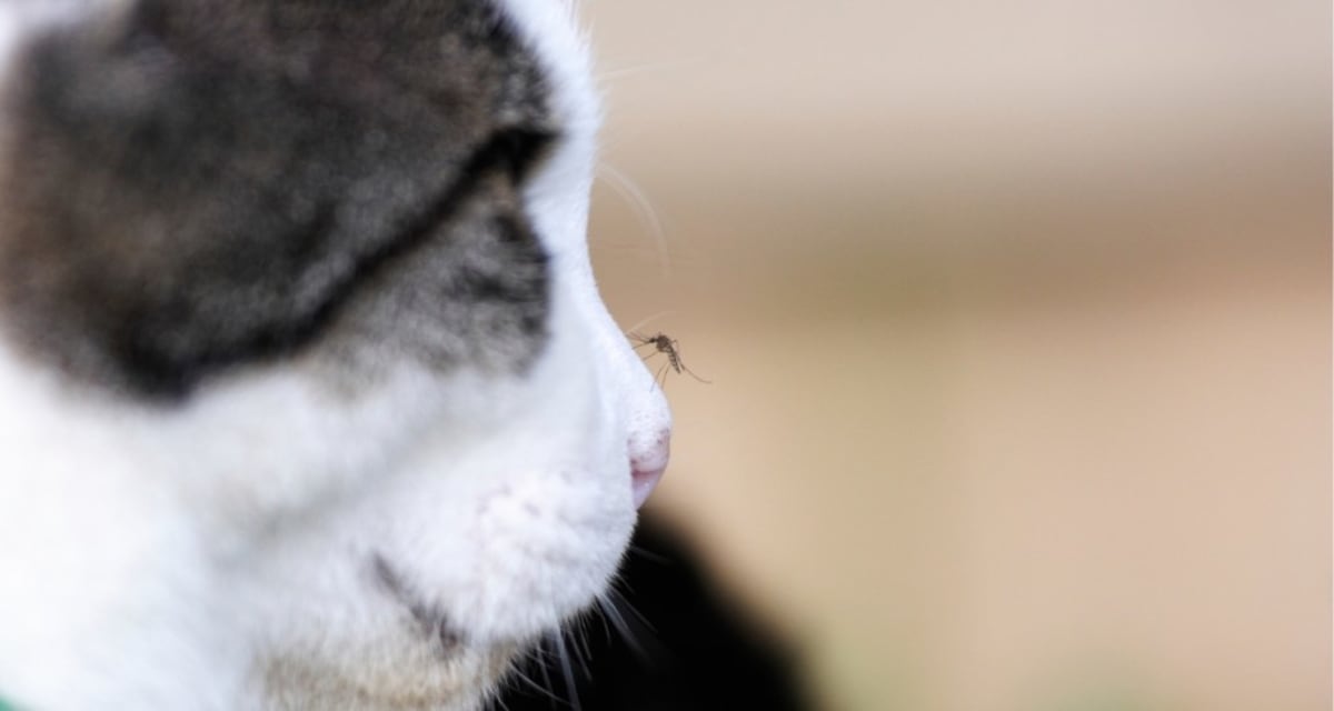 Scientists Reveal Why Cats Go Wild for Catnip - Image 5
