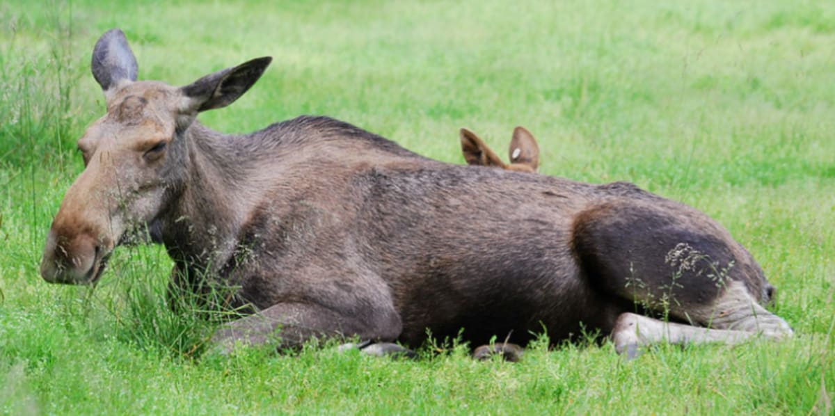 Finland's Smart Moose Crossings Cut Collisions to Zero - Image 4