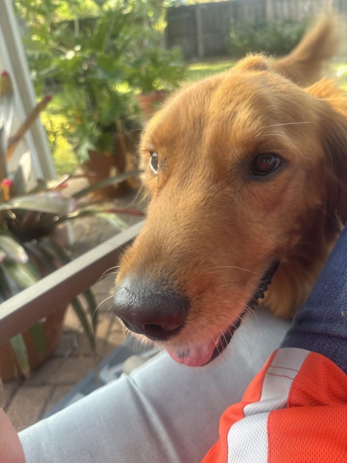 Houston Professor Fosters 7 Golden Retrievers Amid Parkinson's - Image 5