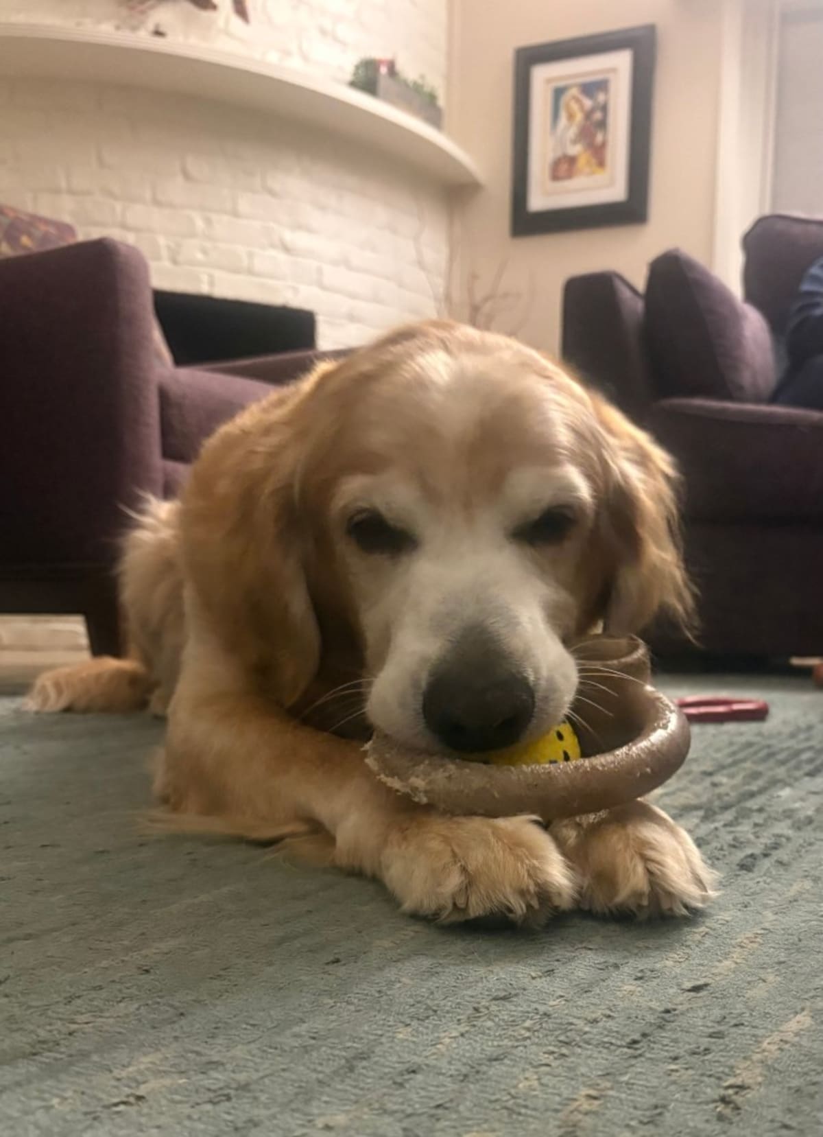 Houston Professor Fosters 7 Golden Retrievers Amid Parkinson's - Image 4