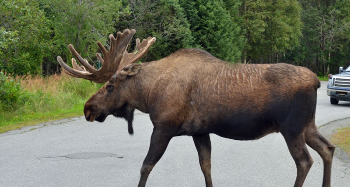 Moose crossing road at designated wildlife crossing with warning lights in Finland