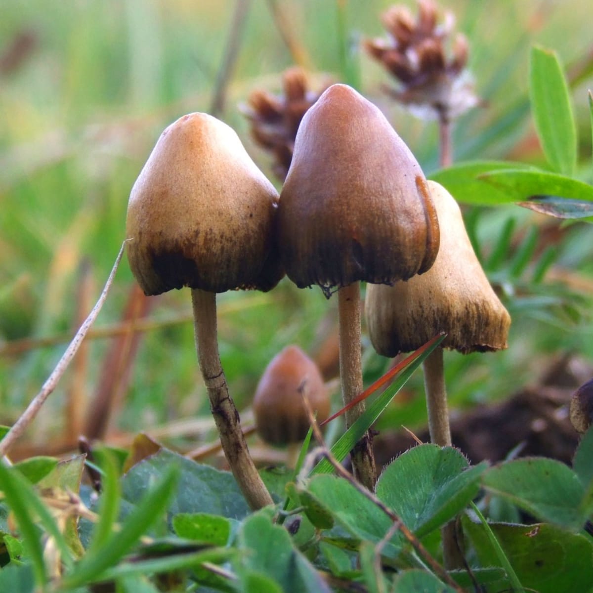 Woman with Alzheimer's Speaks Again After Psilocybin Dose - Image 4