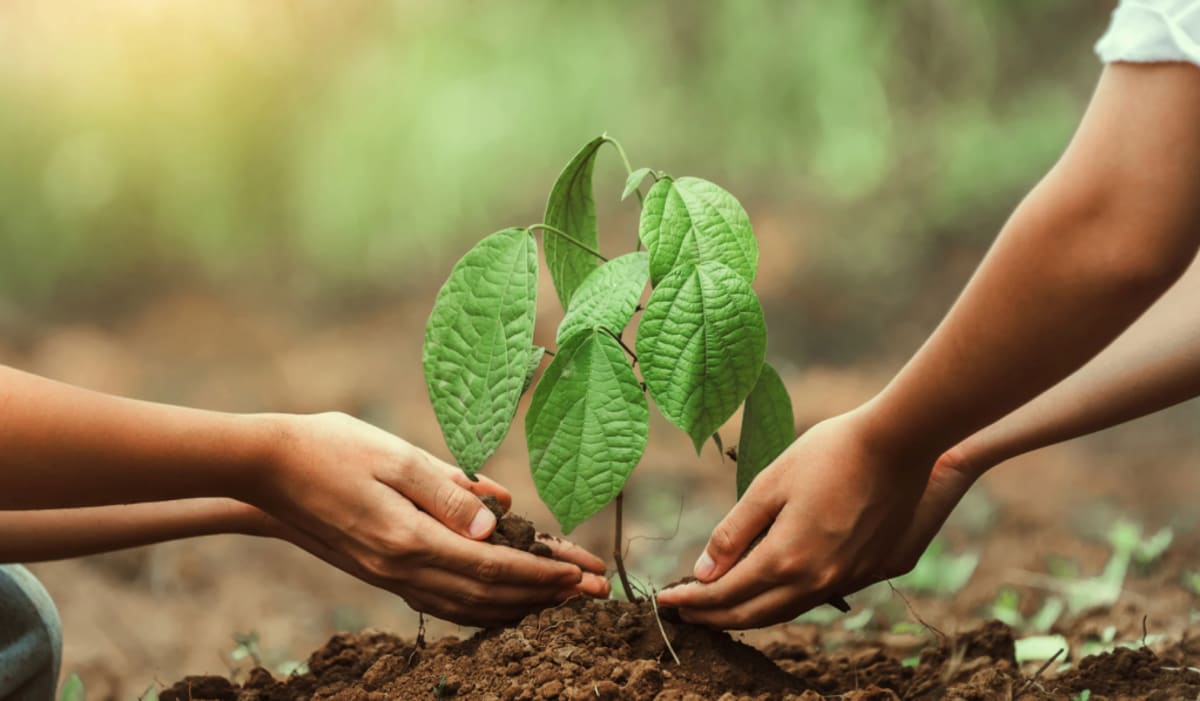 Teacher's $5K Planted 50,000 Trees in Chinese Desert - Image 4
