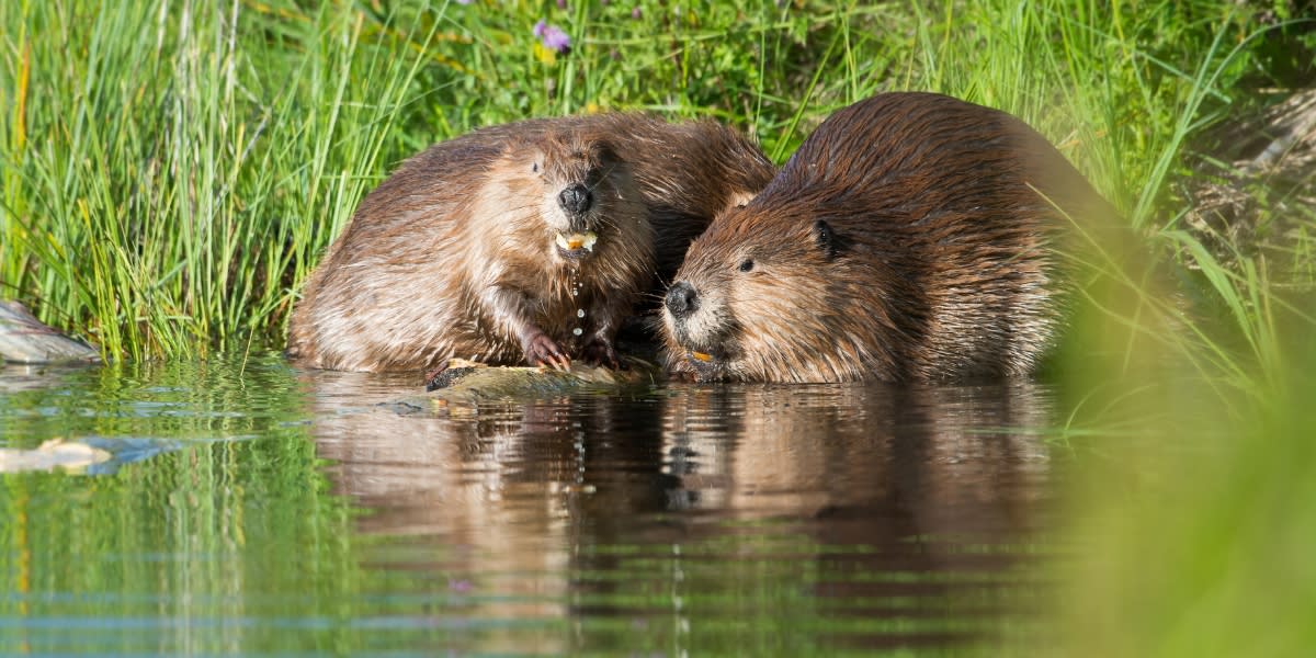 Eurasian beaver working on wooden dam structure in forest stream surrounded by trees
