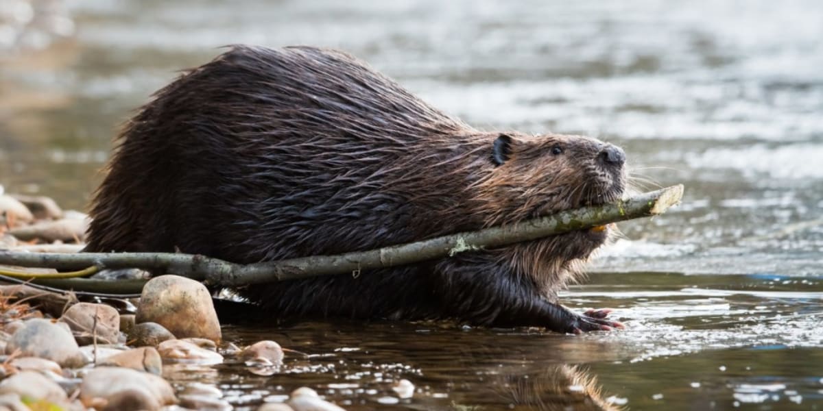 Two Beavers Build Six Dams, Outperform Human Engineers - Image 5